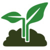 plante plante